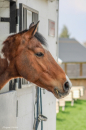 En savoir plus sur Horatio